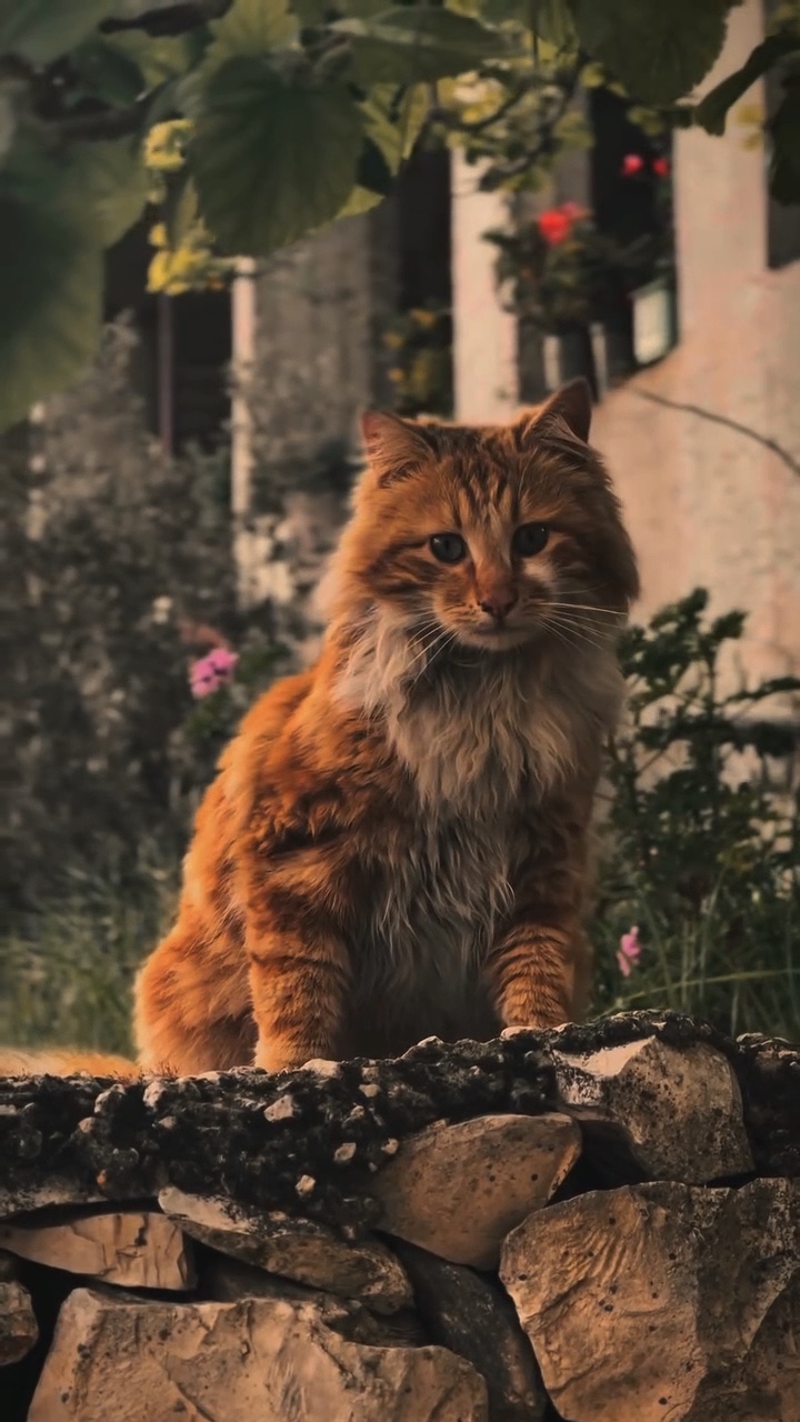 SLOWMUSIC | KEDİ🐈