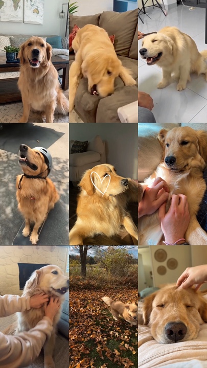 Köpek anları