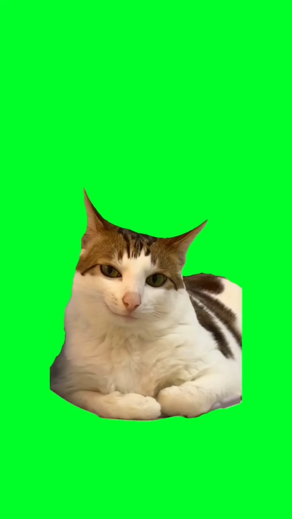 El gato está sonriendo