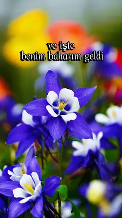 Baharım 🌸