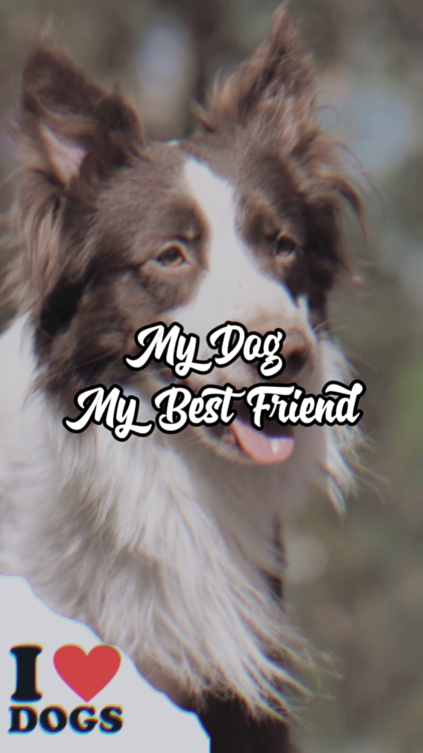 My Dog My Bestfriend