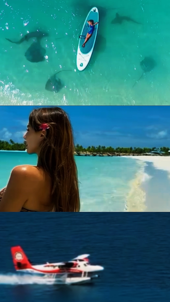 3grid video