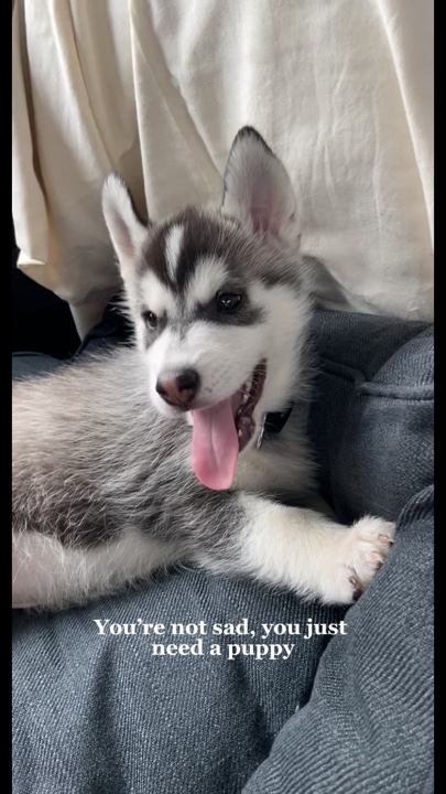 Precisa de um cachorrinho 🐶 