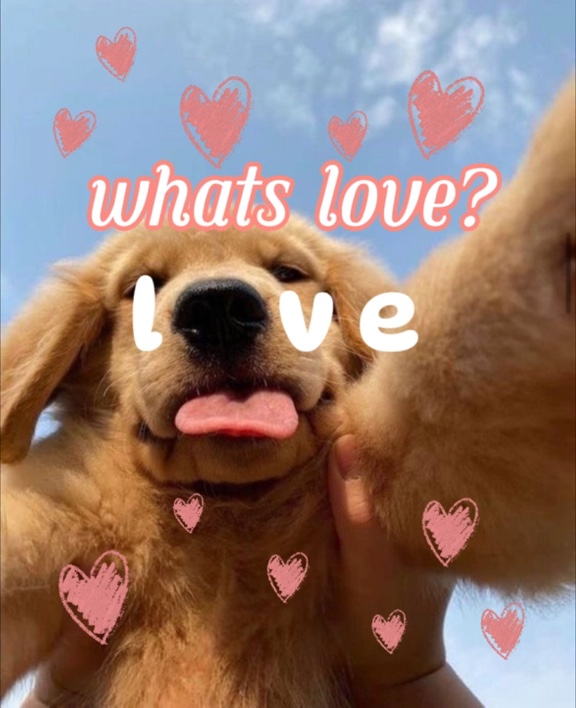 köpek yavrusu aşkı
