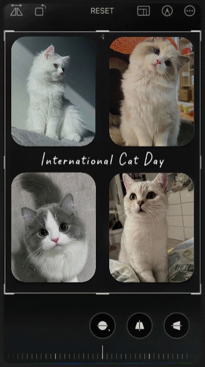 HAPPY CAT DAY 8 AUG