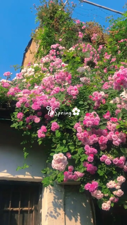 Primavera 