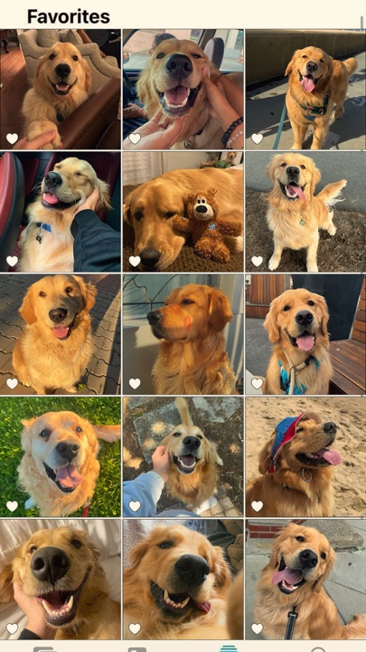 Cute dog