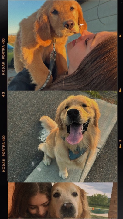 My dog