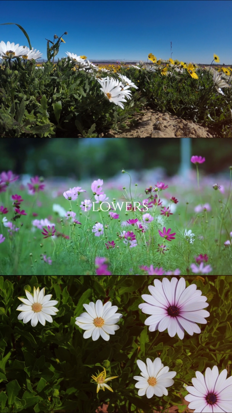 Flor