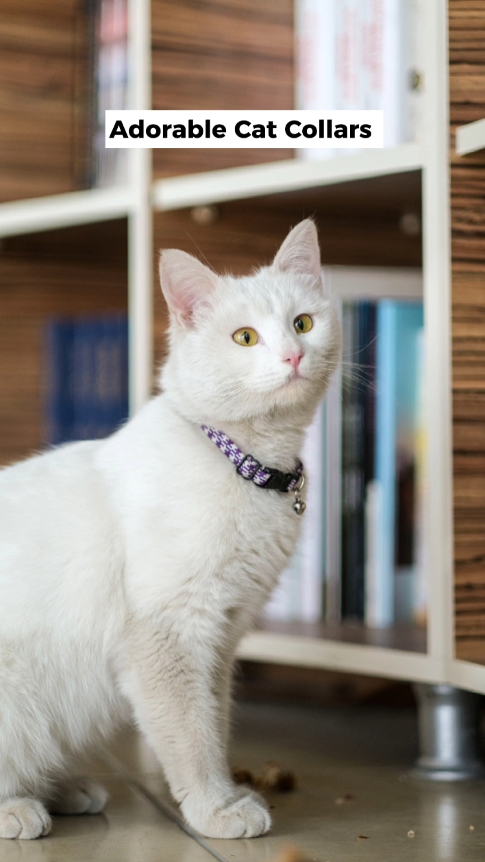 Mencerminkan Gaya Hewan Peliharaan Anda Dengan Gaya Tiktok 