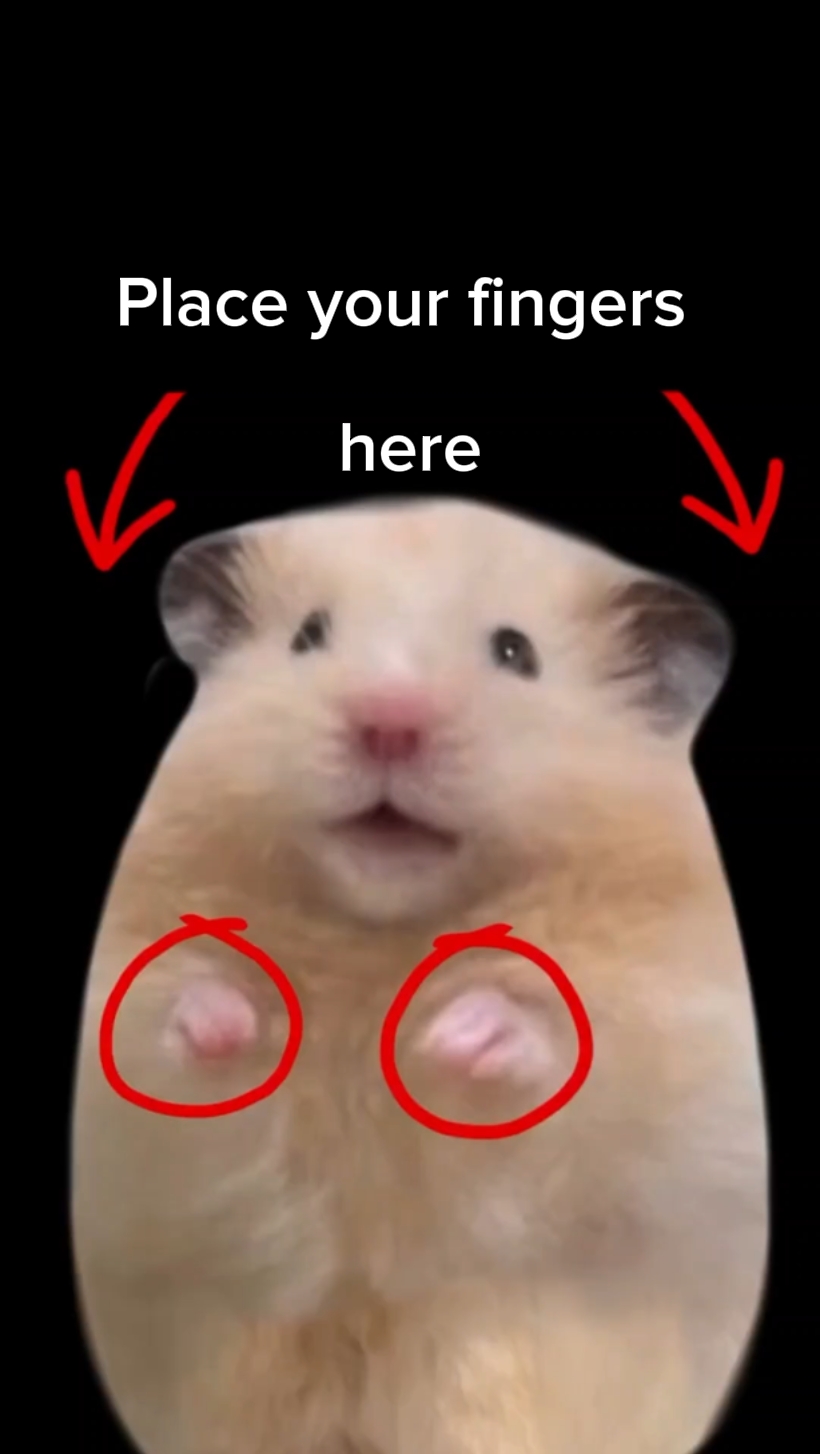 funny meme template 