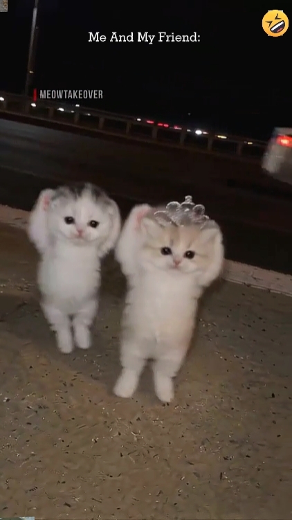 Kucing Lucu '
