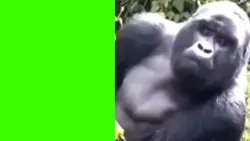 gorilla see and hide