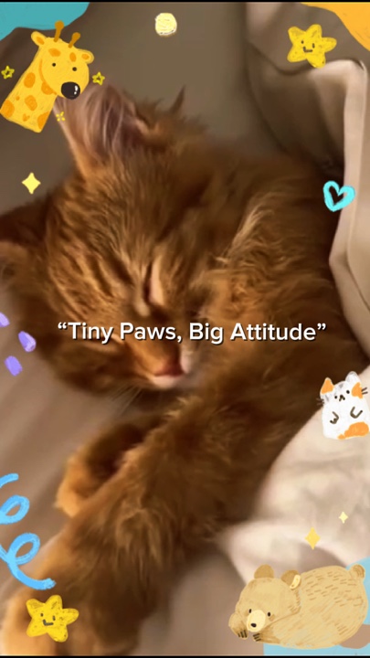 Meu gato