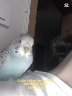 Cici kuşş