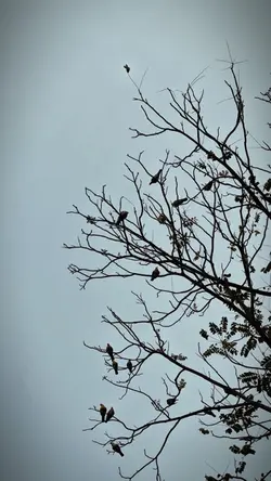 Story of Bird's...