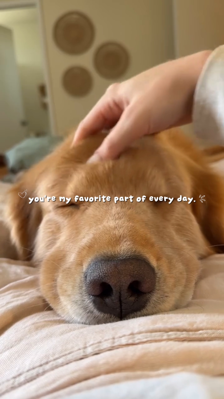 Pets: paborito ko