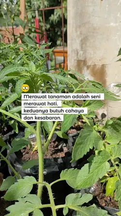 Merawat Tanaman