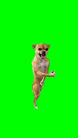 Fighter Dog