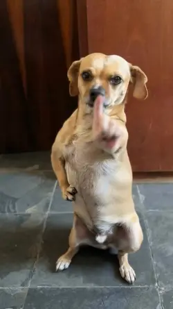 ai dog dance