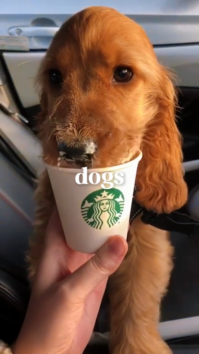 개 = 인생 🐶