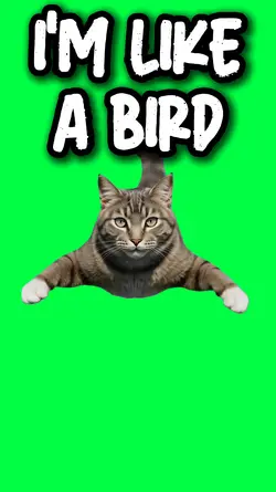 I'M LIKE A BIRD CAT