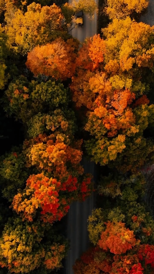 Vlog ordinary-alex