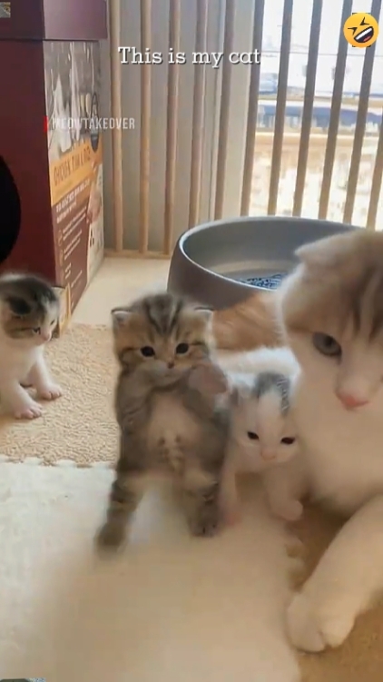 Cute Cat. 