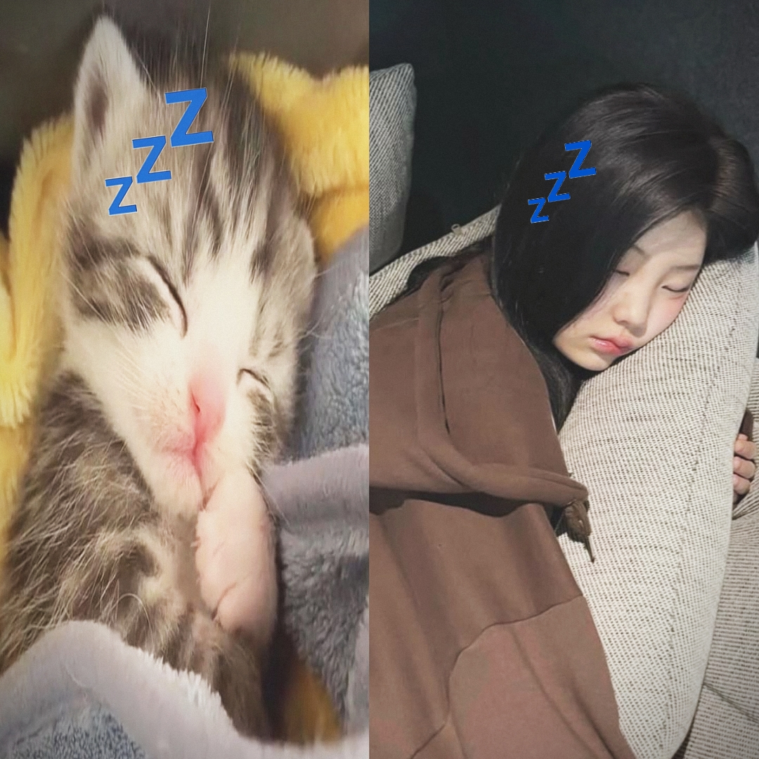 mimimi sleepy cat