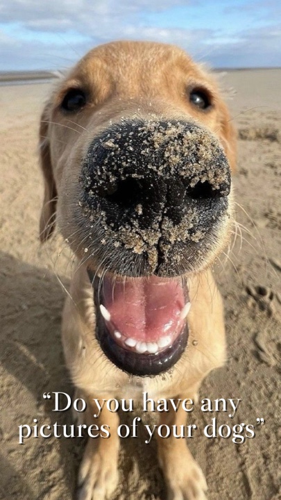 🐶 Rollo De Cámara
