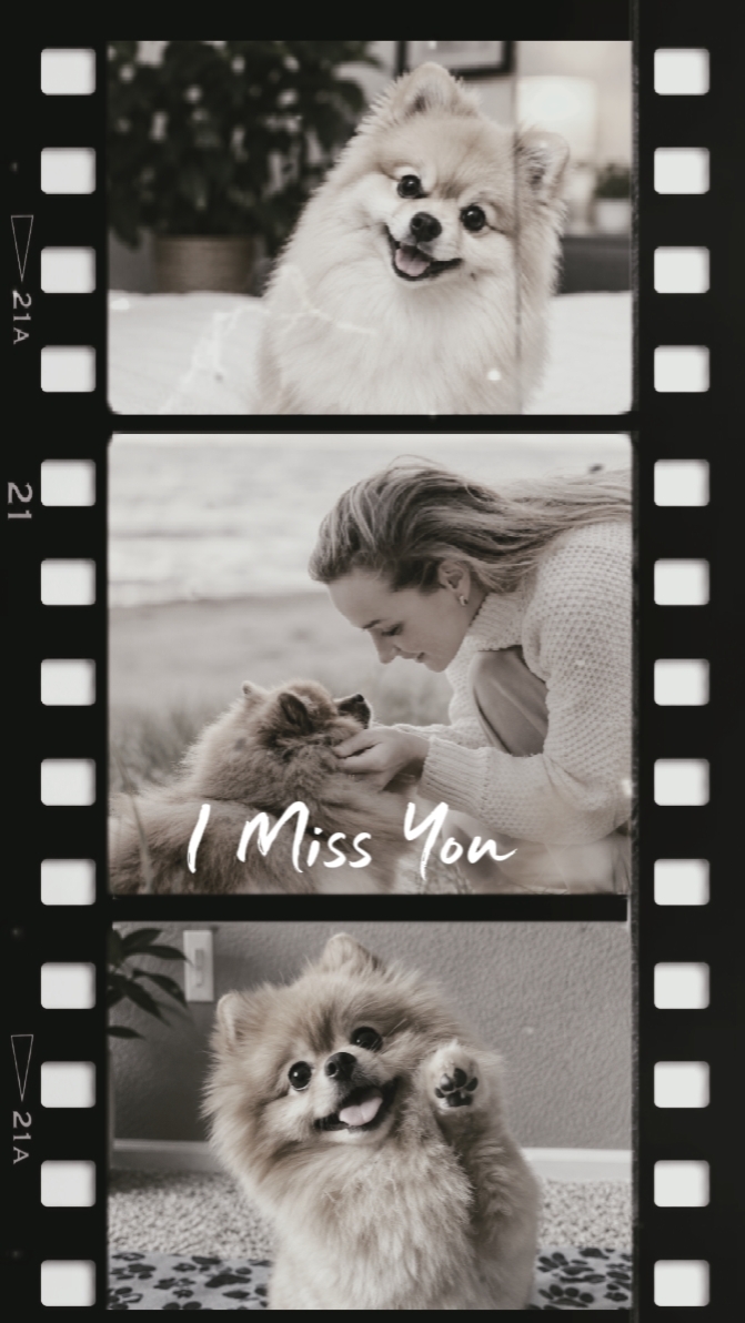 DEP Mi Perro