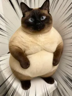 PLUS SIZE AI TREND