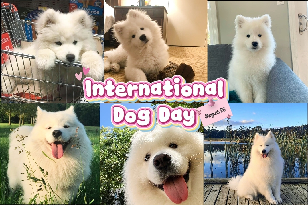 Internationaler Hundetag