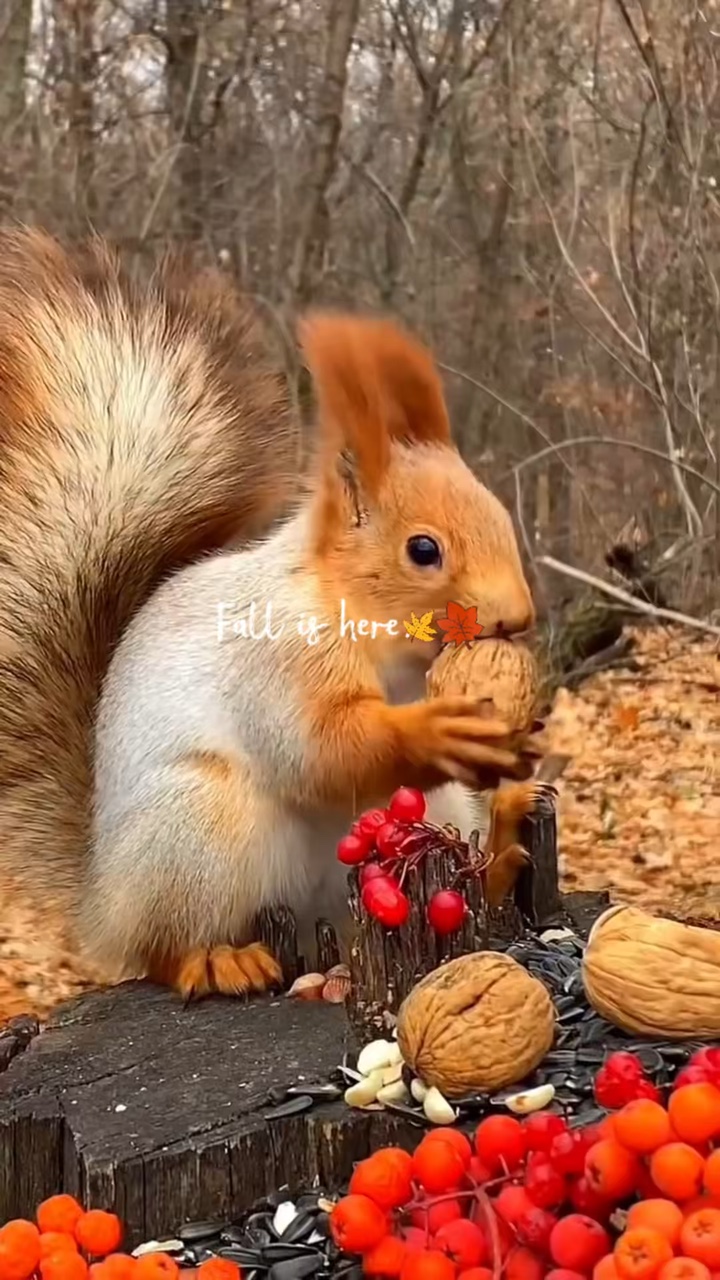 Fall animals 
