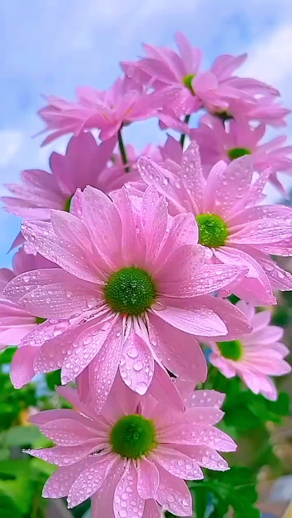 cinematic flowers