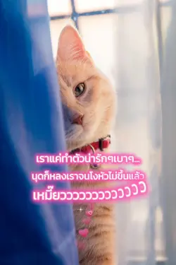 ทาสแมว01