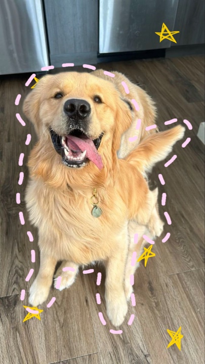 Köpek en iyi arkadaşı 