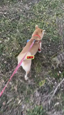 さあ犬