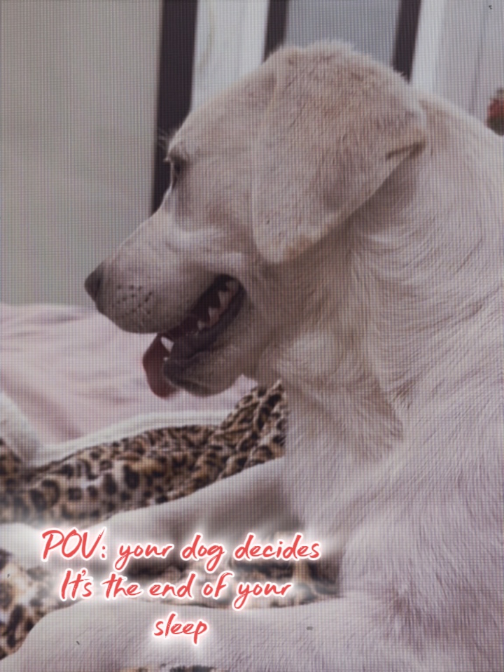 FUNNY DOG