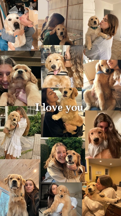 Meilleur ami du chien 