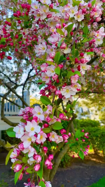 Magagandang Bulaklak 