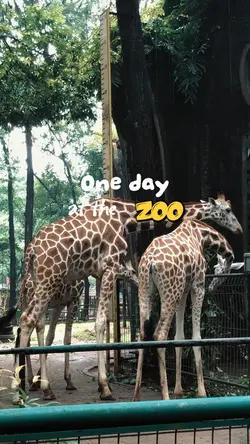 zoo time
