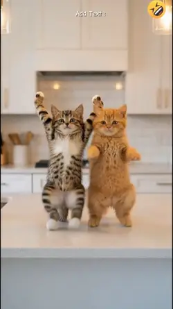 Funny Cat. 