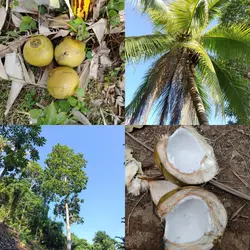 Coconut