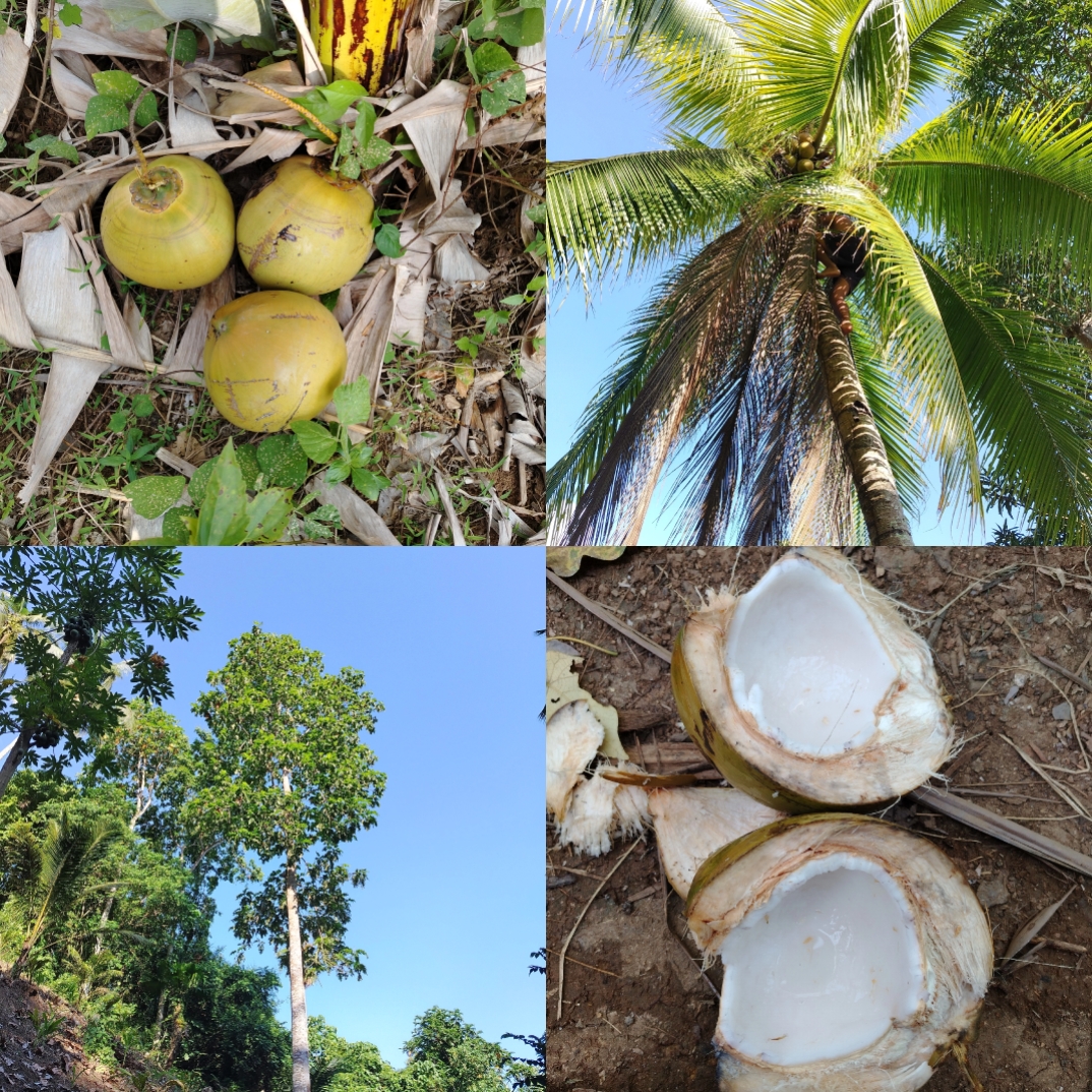 Kokosnuss 