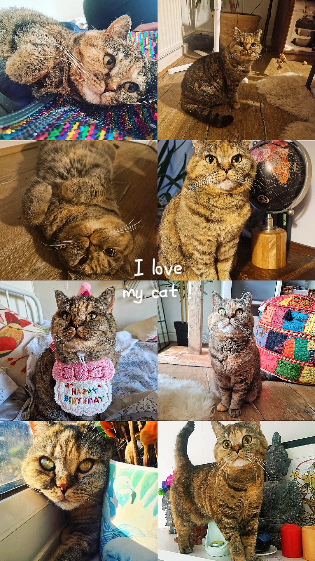 Kedi doğum günü evcil hayvanlarım