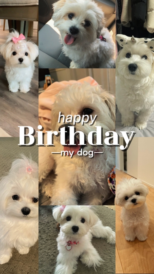 Hund Geburtstag 