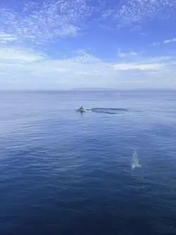 イルカ🐬と素敵な時間