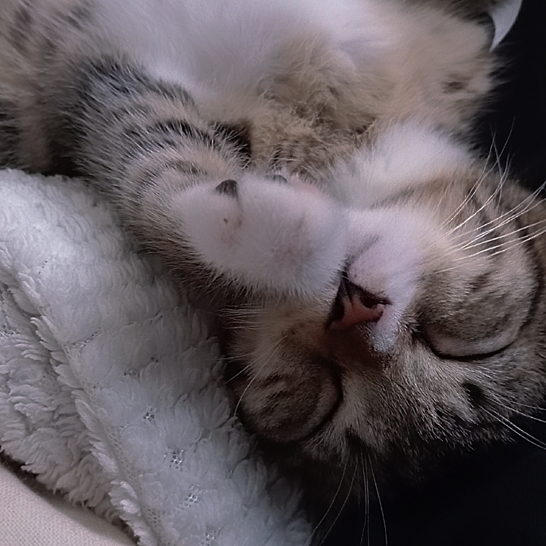 EDIT UNTUK KUCING
