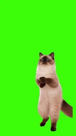 Cat/Gato.